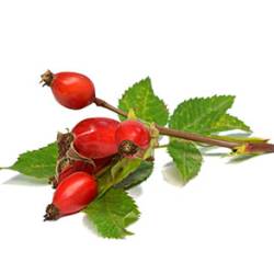 Divlji šipak – crvene bobice iz šikare koje pršte vitaminom C